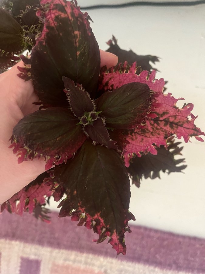 Stickling Palettblad Coleus Sea devil