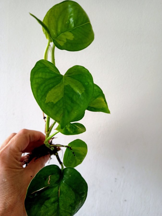 GULLRANKA " GLOBAL GEEEO " - EPIPREMNUM AUREUM - planta