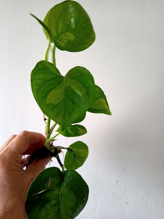 GULLRANKA " GLOBAL GEEEO " - EPIPREMNUM AUREUM - planta