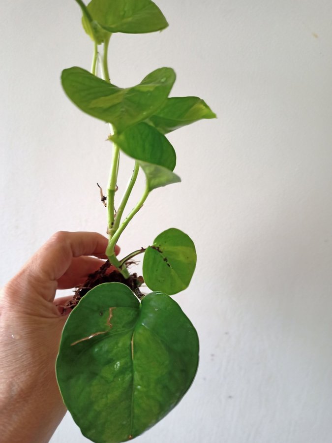 GULLRANKA " GLOBAL GEEEO " - EPIPREMNUM AUREUM - planta