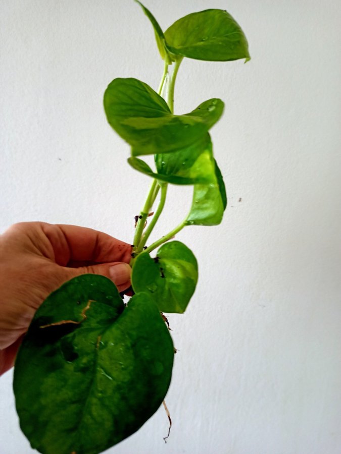 GULLRANKA " GLOBAL GEEEO " - EPIPREMNUM AUREUM - planta