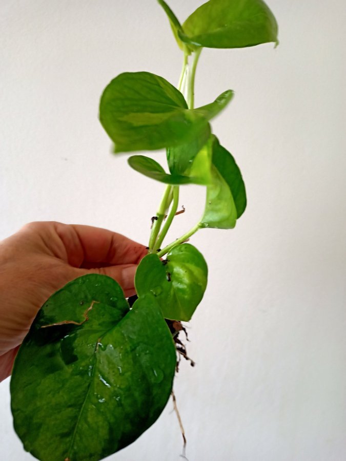 GULLRANKA " GLOBAL GEEEO " - EPIPREMNUM AUREUM - planta