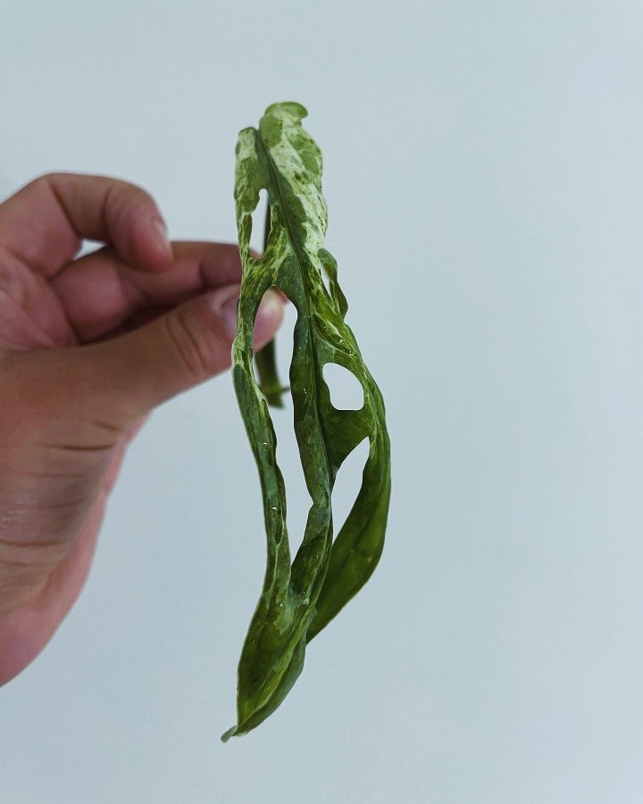 Monstera Adansonii Indonesian Mint Marble Variegata (aroid)