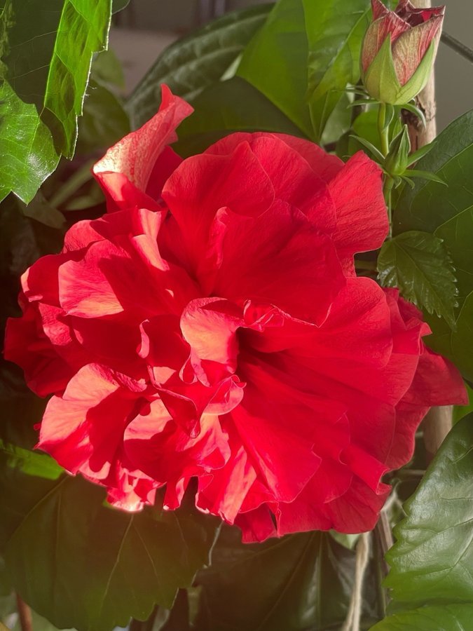 Fantastiskt Vacker Hibiskus stora röda dubbla blommor