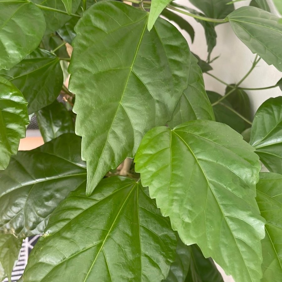 Fantastiskt Vacker Hibiskus stora röda dubbla blommor