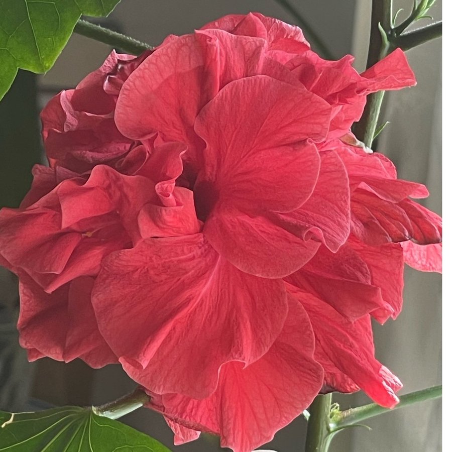 Fantastiskt Vacker Hibiskus stora röda dubbla blommor