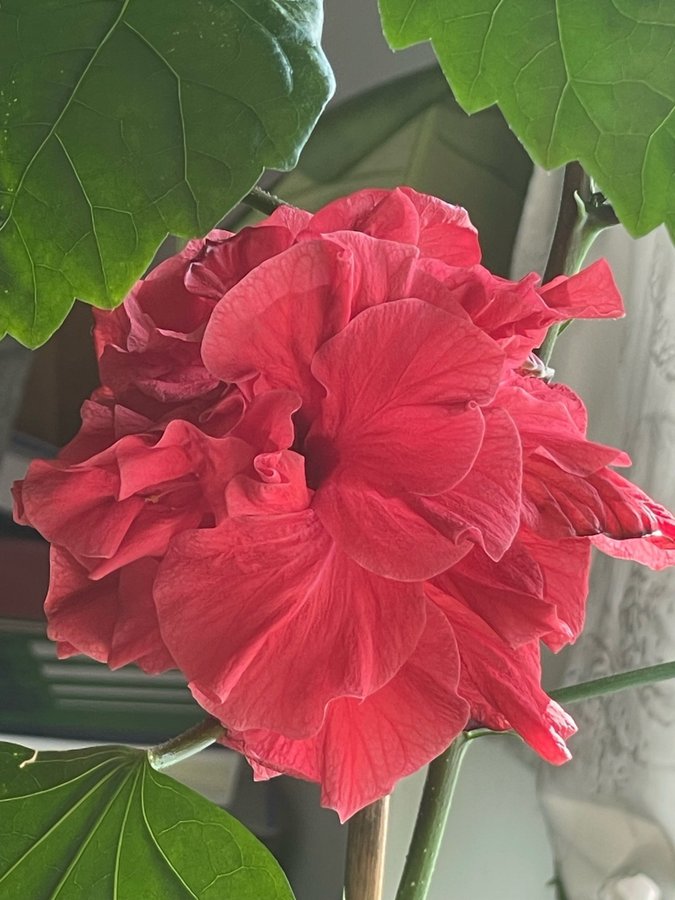 Fantastiskt Vacker Hibiskus stora röda dubbla blommor