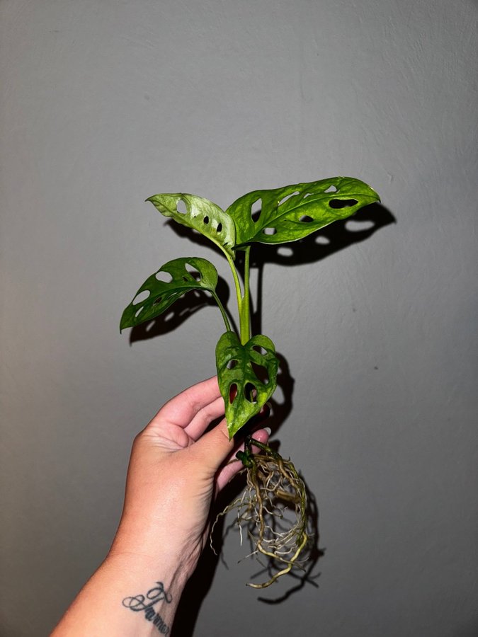 Monstera Adansonii (sportad mint reverterad)