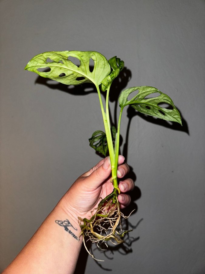 Monstera Adansonii (sportad mint reverterad)