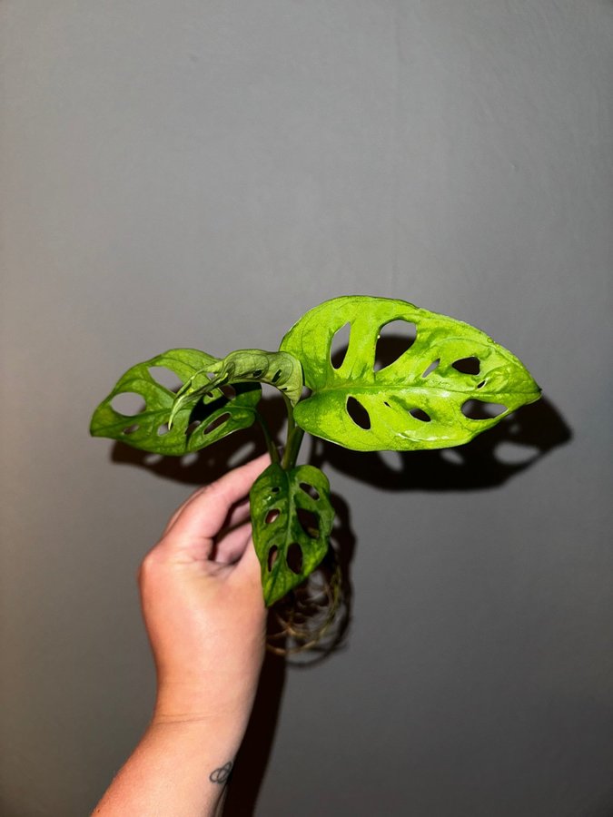 Monstera Adansonii (sportad mint reverterad)