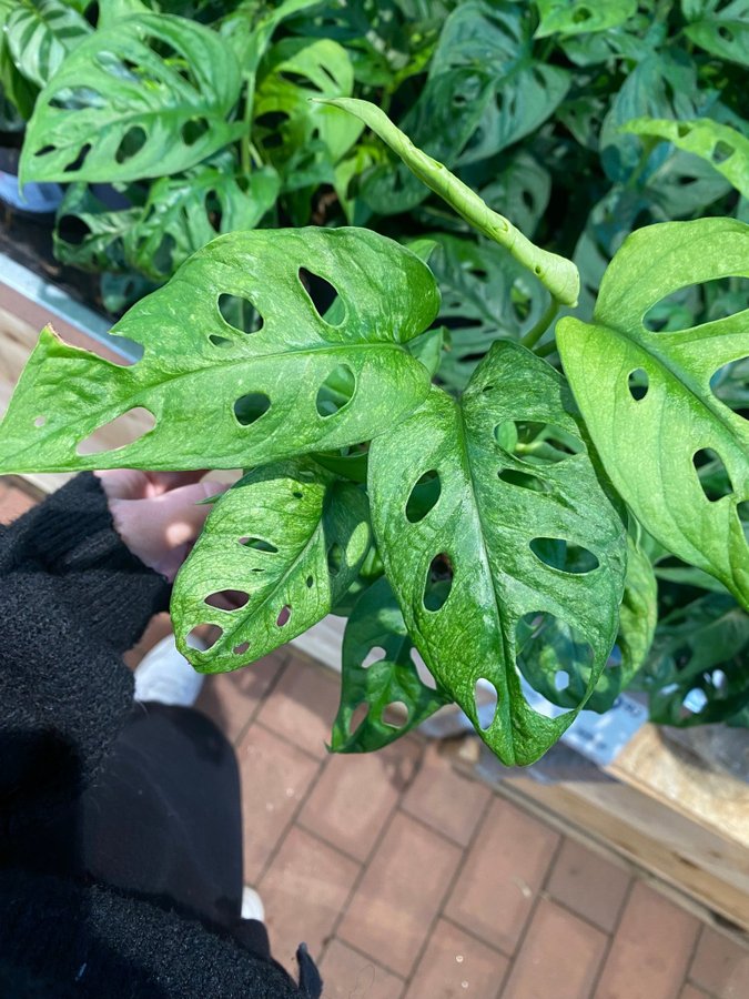 Monstera Adansonii (sportad mint reverterad)