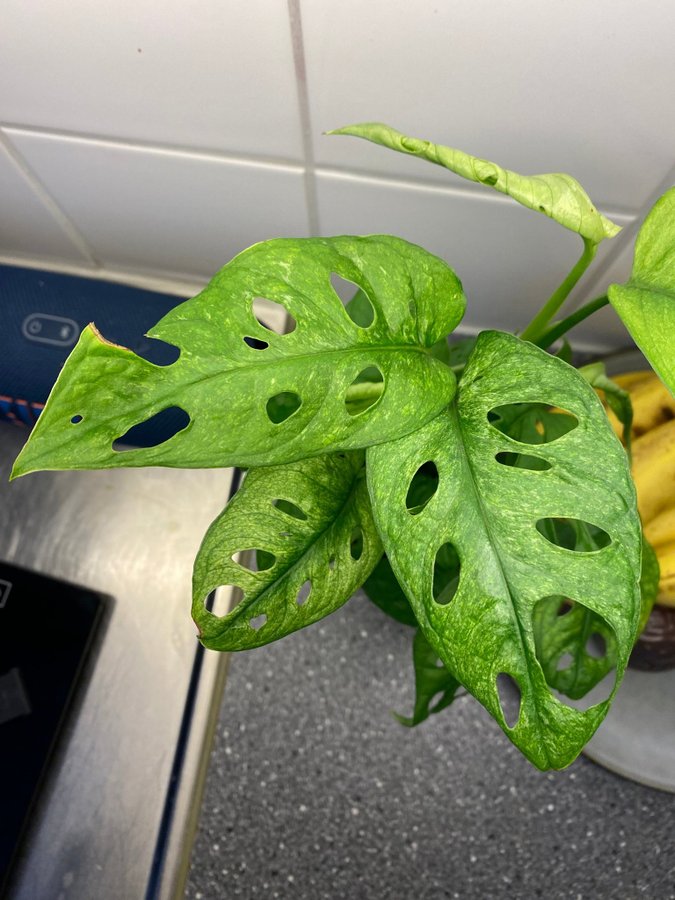 Monstera Adansonii (sportad mint reverterad)