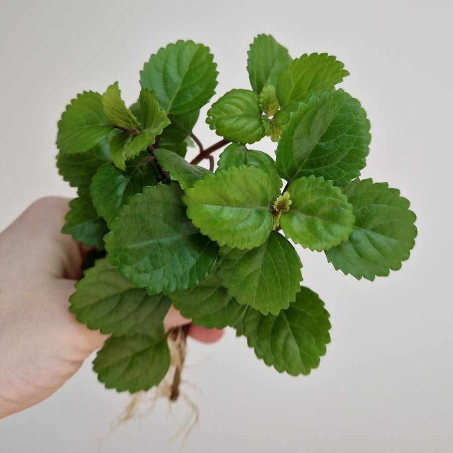 KARLBERGARE 3 rotade sticklingar (plectranthus verticillatus)