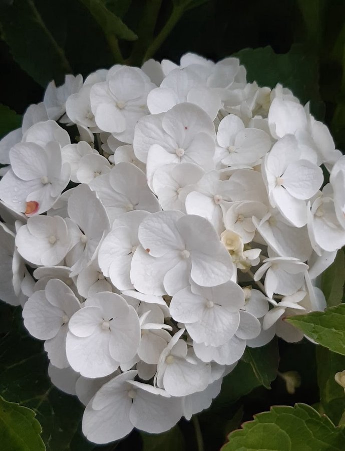 Hortensia 1 planta/stickling 2 året gammal sällsynt sort perenner