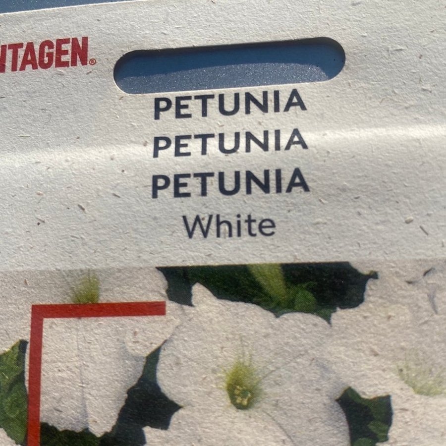 Petunia nana compacta frön White