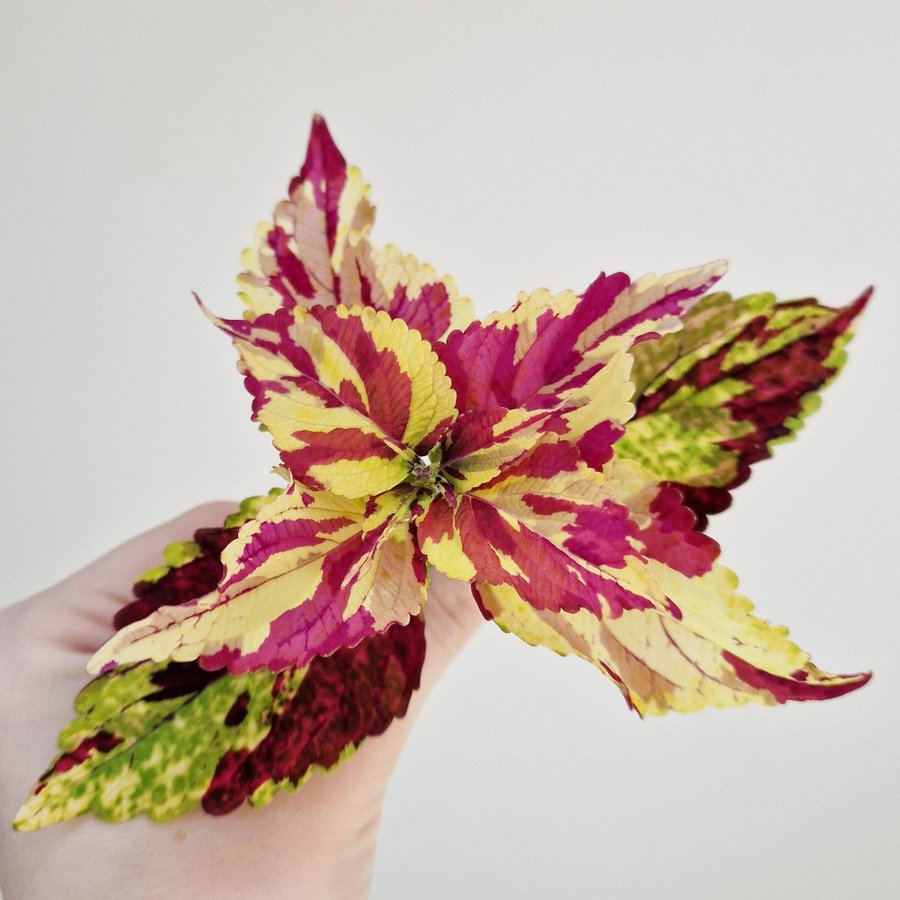 Palettblad/coleus • FINGERPAINT • stickling #2