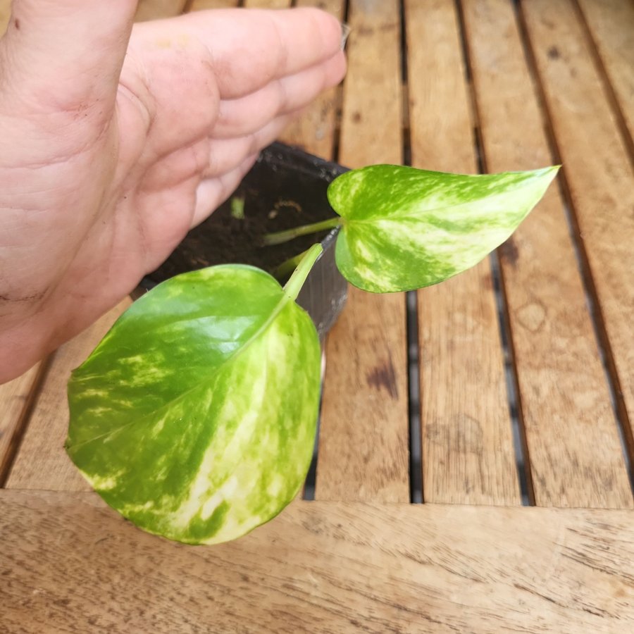 Epipremnum aureum 'Golden Pothos'