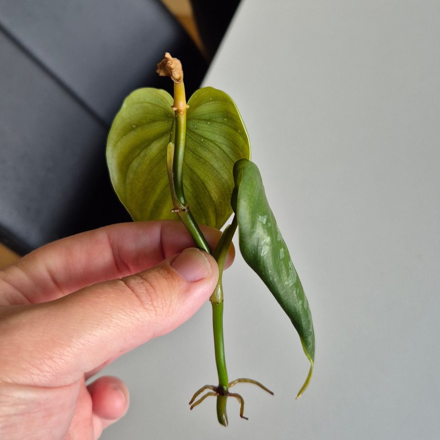 Philodendron Sodiroi