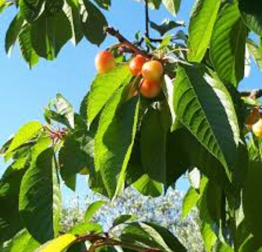 Körsbärsträd Fiongrocola Socitea Agricola Semplice