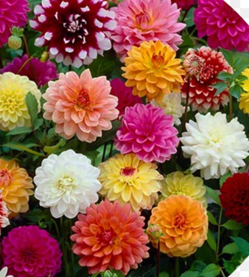 Dahlia frö mix