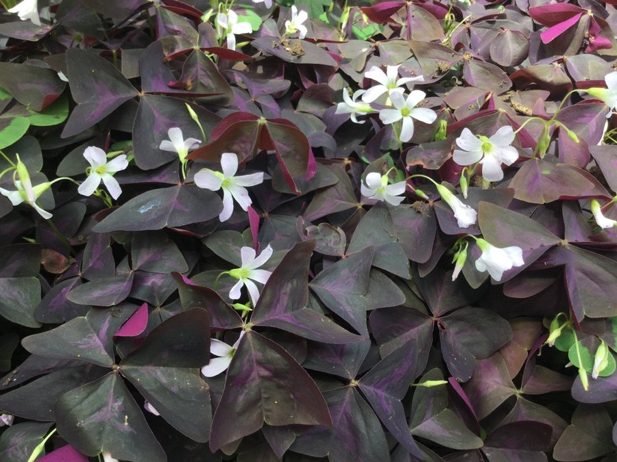 Klöver Oxalis Triangularis Purpur