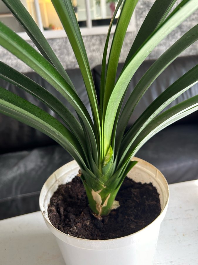 Clivia miniata hela plantan