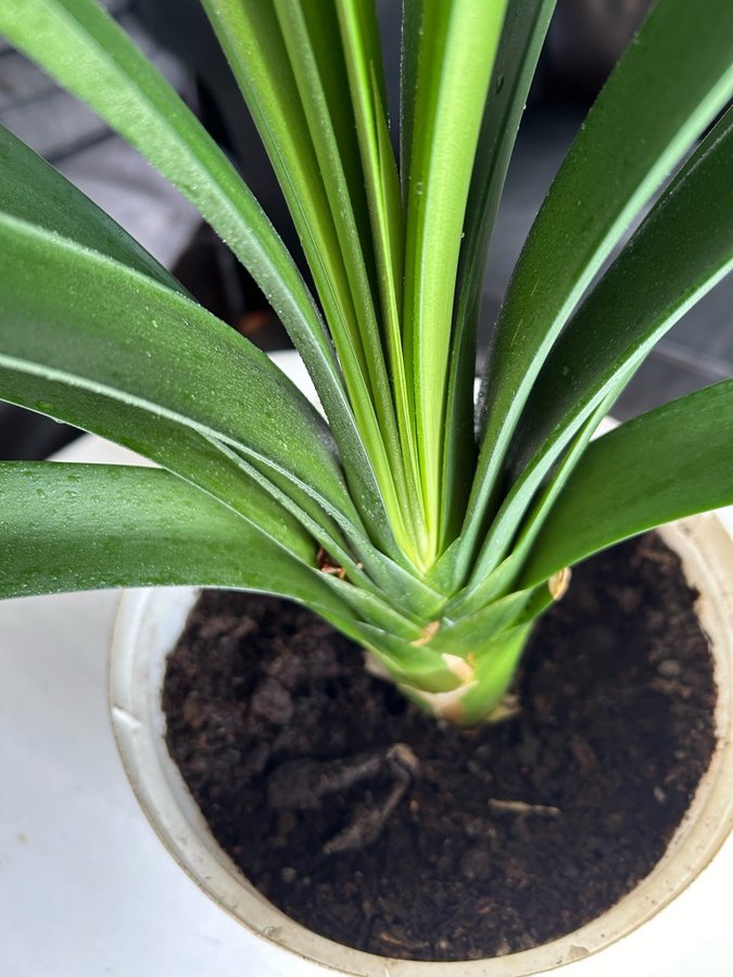 Clivia miniata hela plantan