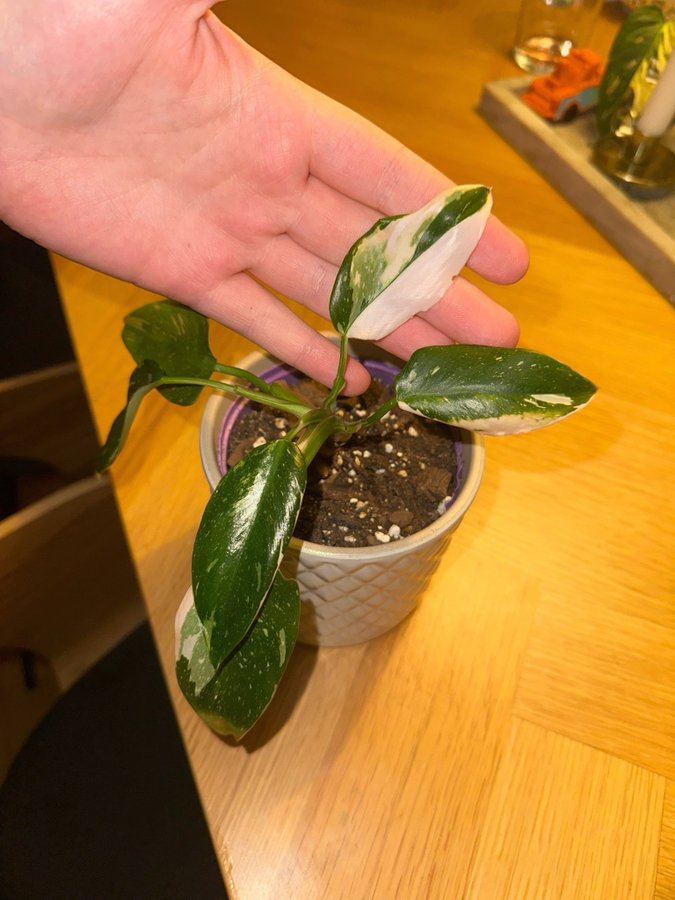 Philodendron white princess med inslag av rosa i vissa blad.