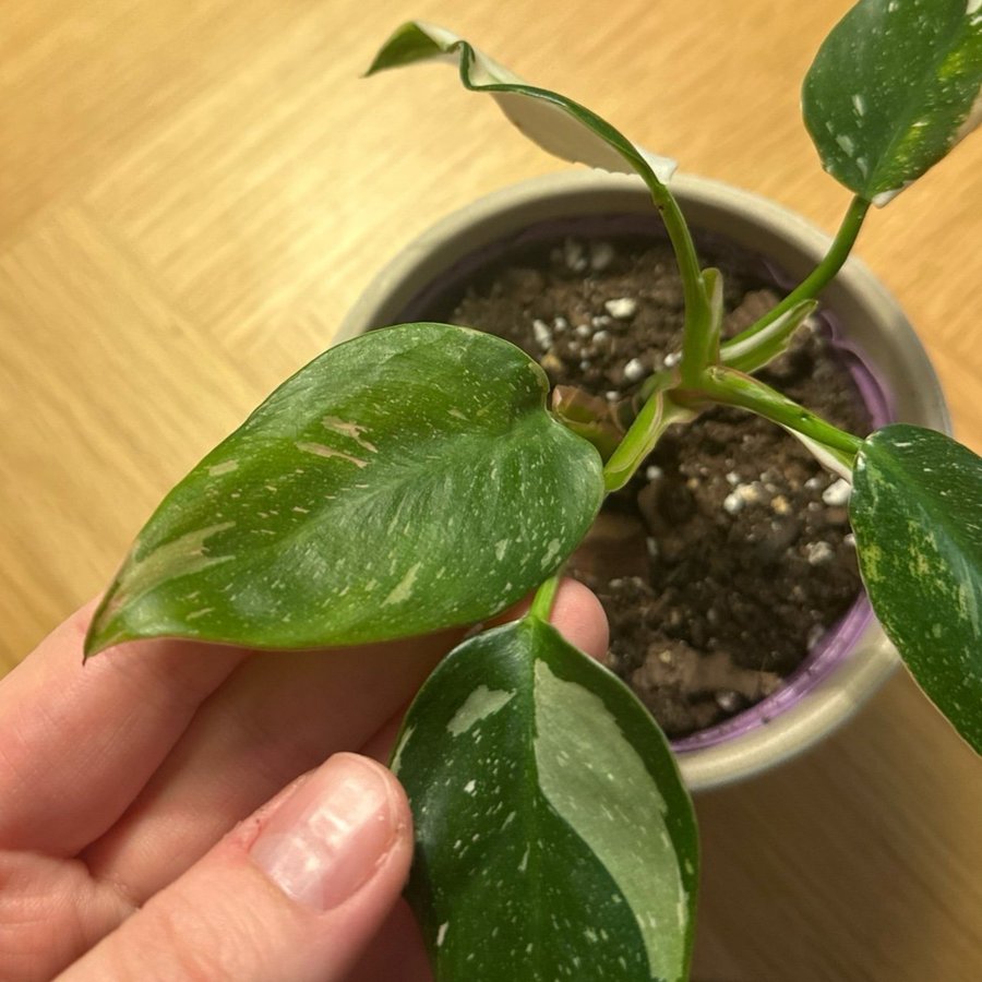 Philodendron white princess med inslag av rosa i vissa blad.