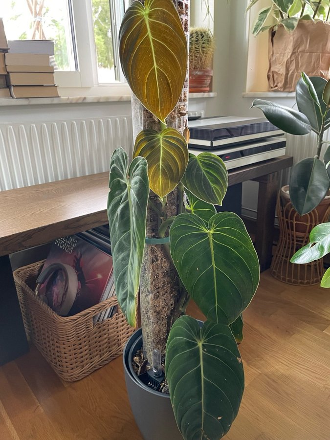 Philodendron Melanochrysum