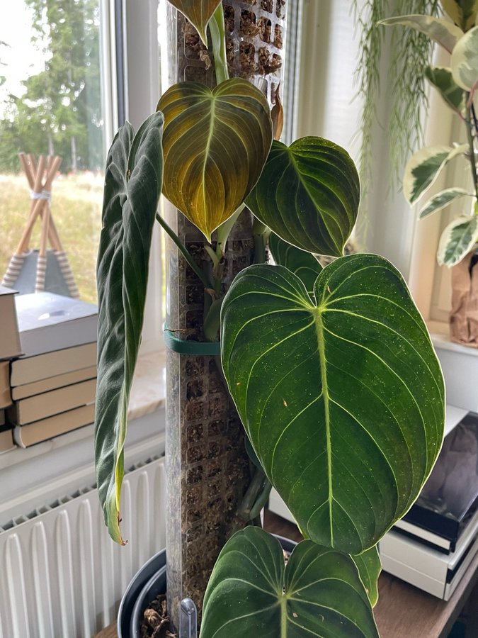 Philodendron Melanochrysum