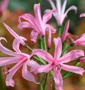 Nerine bowdenii 'Amandi' - Nerine - LÖK