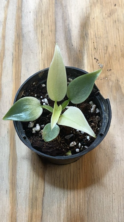 Philodendron silver sword ghost / variegata aroid planta växt