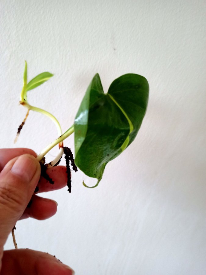 PHILODENDRON BRASIL - planta