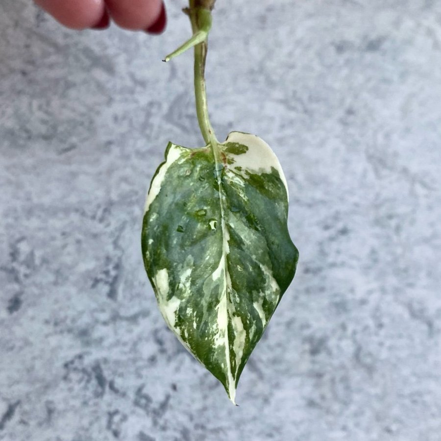 Epipremnum pinnatum variegata ROTAD