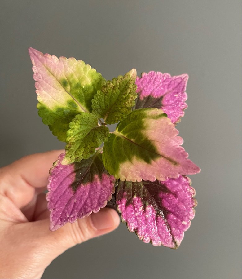 Solero stickling palettblad coleus