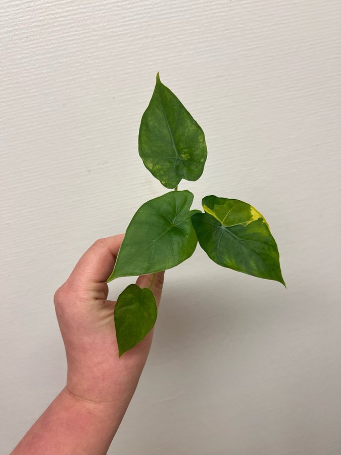 Alocasia gageana aurea