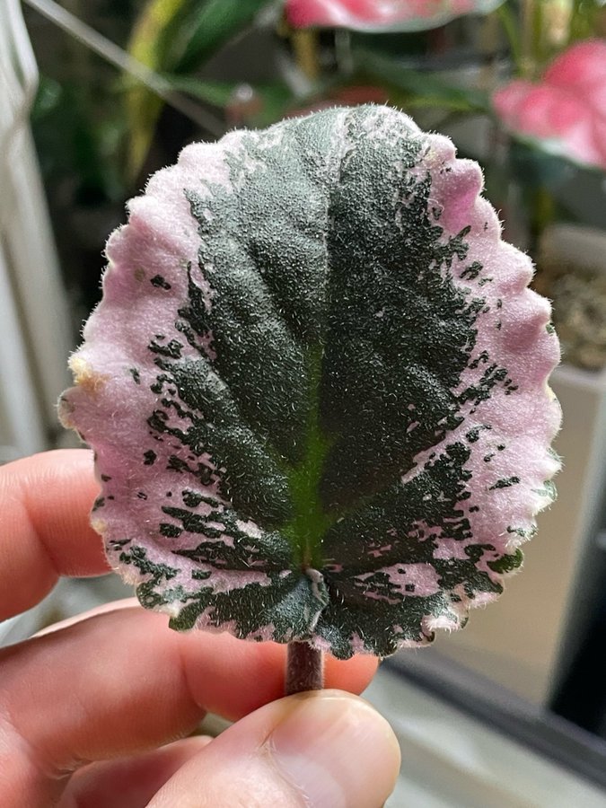 Saintpaulia ’Variegata ’ African Violet