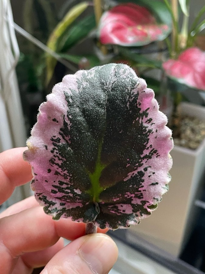 Saintpaulia ’Variegata ’ African Violet