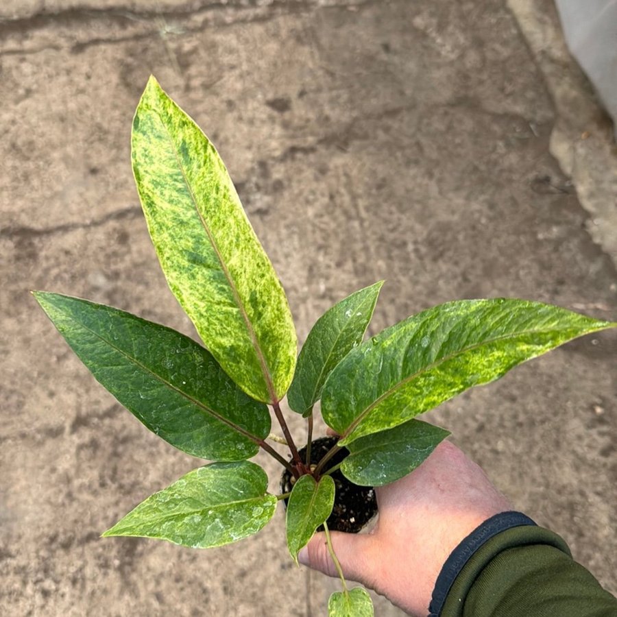 Anthurium renaissance varigata