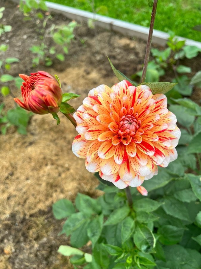 Dahlia Striped Nagano - chicken leg