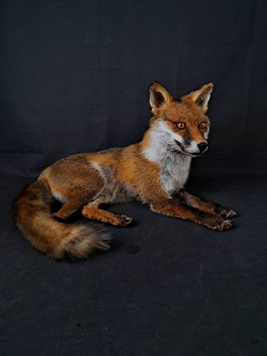 Uppstoppad Rödräv Mycket fint skick Liggande montage Taxidermy Fox Vulpes Räv