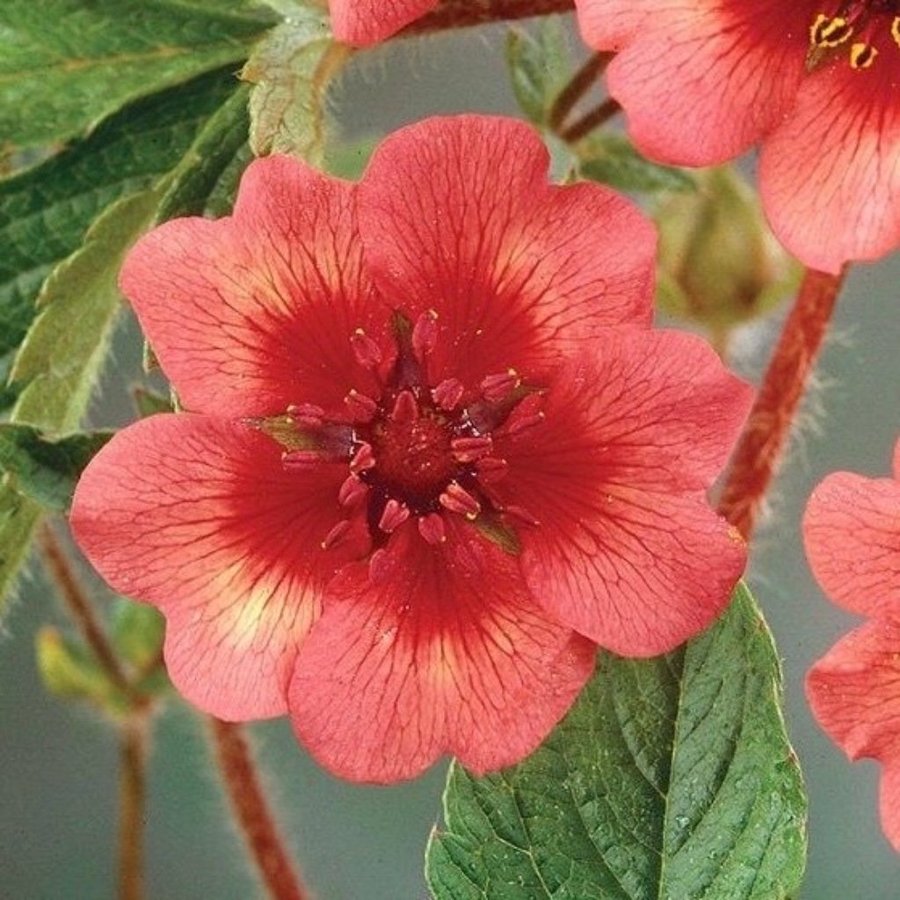 Indisk Fingerört 'Miss Wilmott(Potentilla nepalensis)