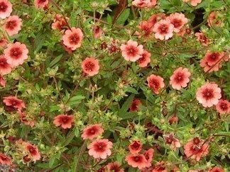 Indisk Fingerört 'Miss Wilmott(Potentilla nepalensis)