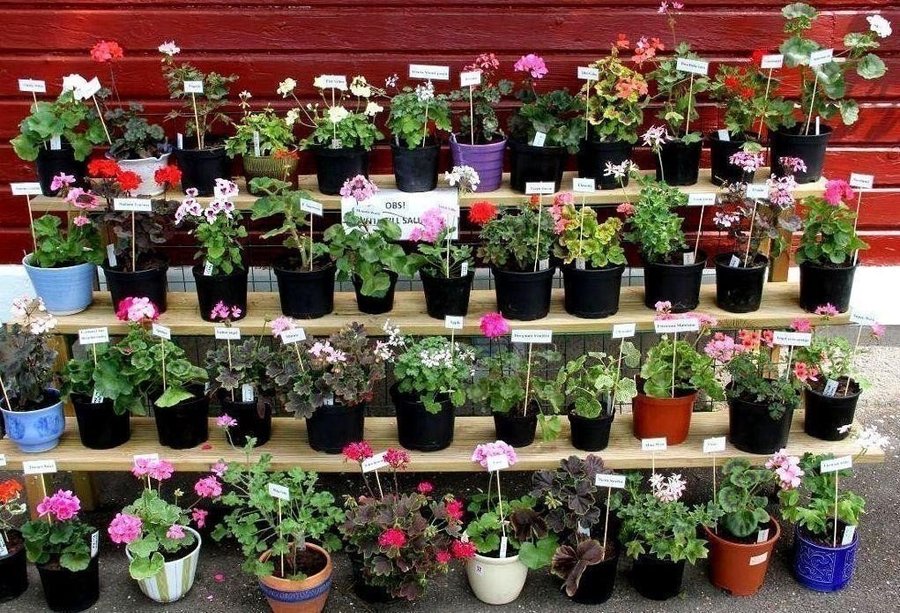 Paket! Fem Topskott av mina finaste Pelargoner!