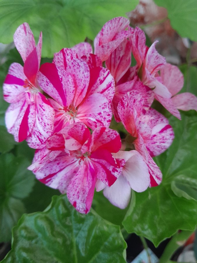 Paket! Fem Topskott av mina finaste Pelargoner!