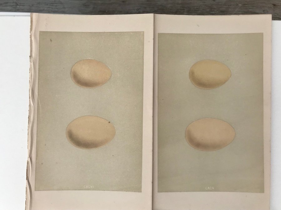 Antika bilder från Morris Eggs 1870