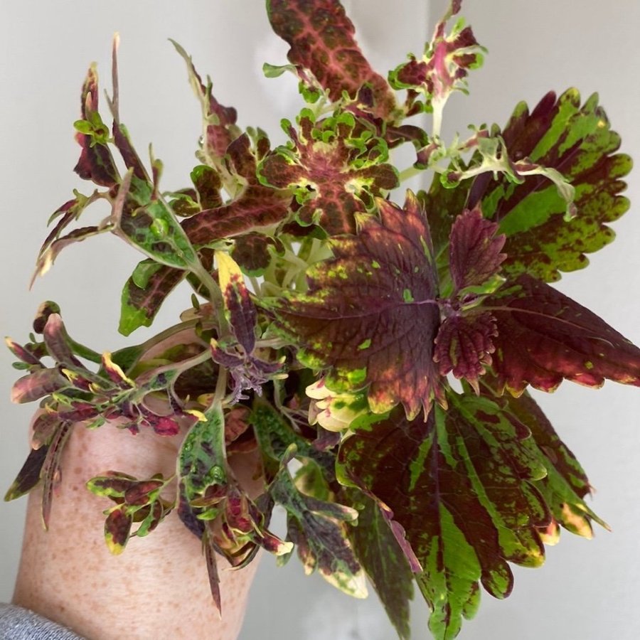 SELMA + BURNING BUSH + PINUP FLAME *palettblad*coleus*