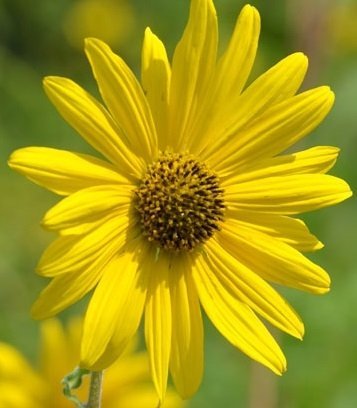 Helianthus mollis - Dunsolros (Perenn solros)