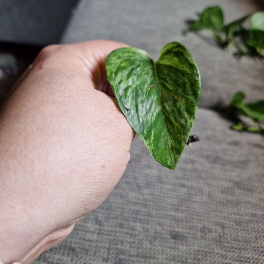 Epipremnum aureum ’Marble Queen